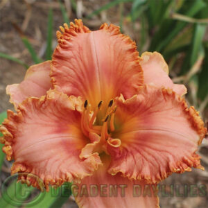 Daylily Linden Pucker Up growing in my garden