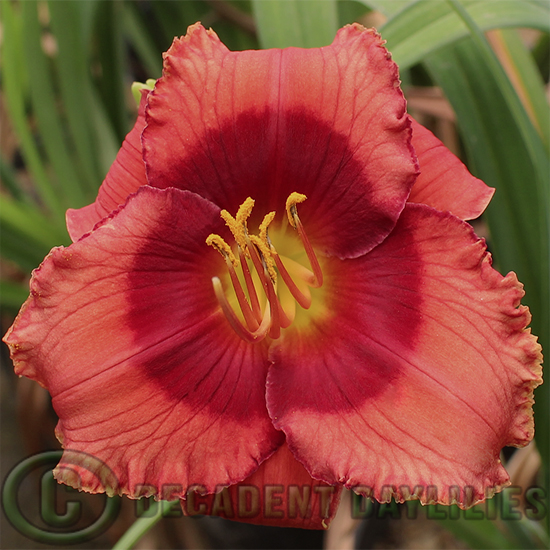 Daylily Lucky Dragon with a bold red eye