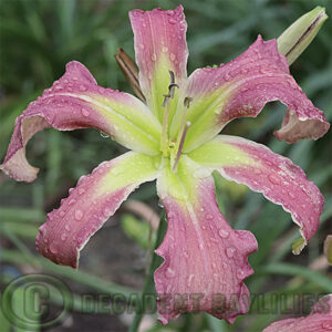 Daylily Memory Number One is a pretty pink