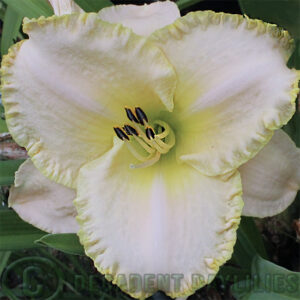 Daylily Moonlit Caress pictured as pretty near white blooms