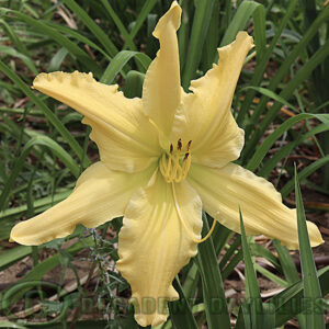 Daylily Mynelles Starfish growing at Decadent Daylilies Gardens