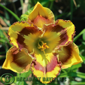 Daylily New Paradigm growing in my garden