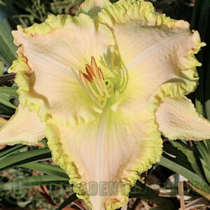 Daylily Priscilla's Smile growing in my garden