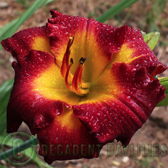 Daylily Queensland Red