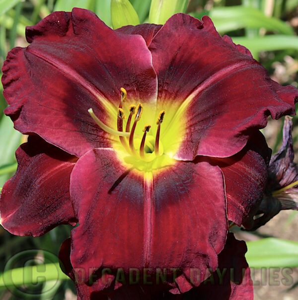 Daylily Royal Occasion