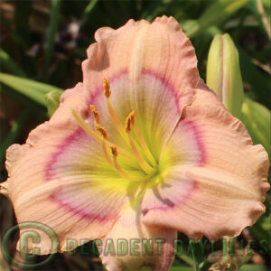 Daylily sea siren photo growing in my garden