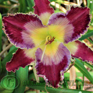 Daylily Seagull's Heaven flowering in my garden