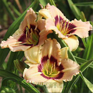 Daylily Siloam Bo Peep -Sale