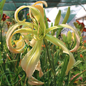 Daylily hybrids growing in my garden