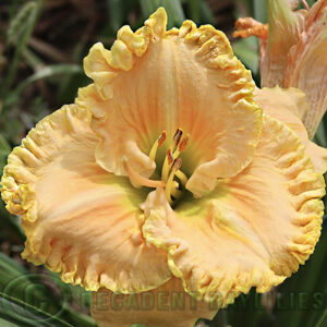 Daylily Spectral Elegance flowering in hotter weather
