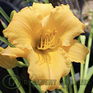 Daylily daylilies growing in my garden