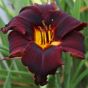 Daylily Stroke Of Midnight - Single flower