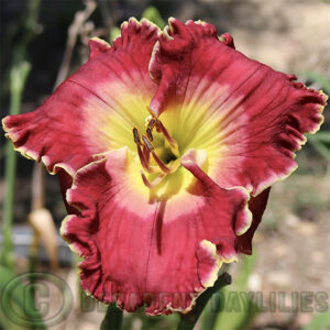 Rose red Daylily Talladega