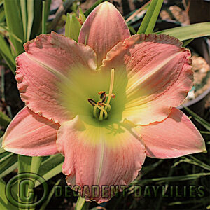Daylily Thanks a bunch coral