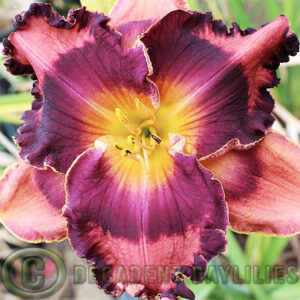 Daylily the band played on flowering from my garden