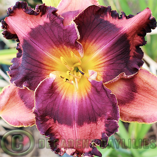 The On - Decadent Daylilies