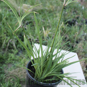 daylily proliferations growing on daylily stems