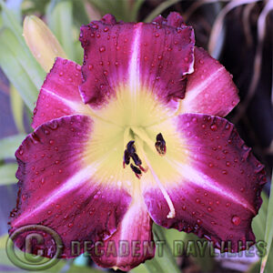 light burgundy daylily