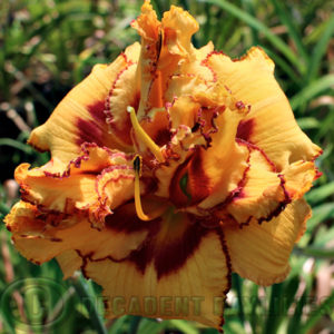 Daylily Two Part Harmony growing in my garden