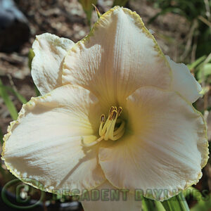 Daylily White Out growing in Decadent Daylilies gardens