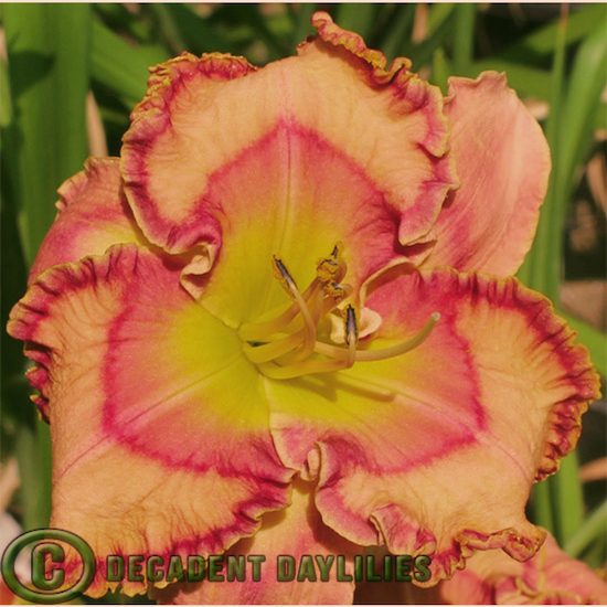 Daylily russian temple growing in my garden