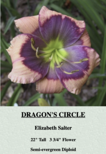 Hemnut version of Daylily Dragon's Circle