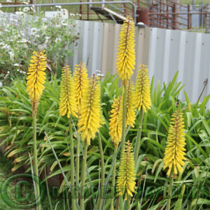 Yellow hot pokers growing in my garden