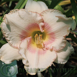 Daylily Iberian Ice grown in my garden