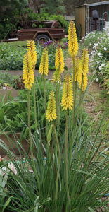 Kniphofia Yellow Hammer picture full size