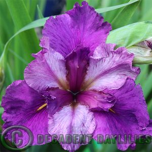 Louisiana Iris Irises growing in my garden