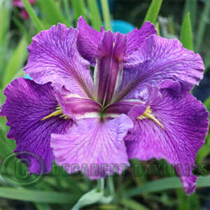 Louisiana Iris Pamela Mary