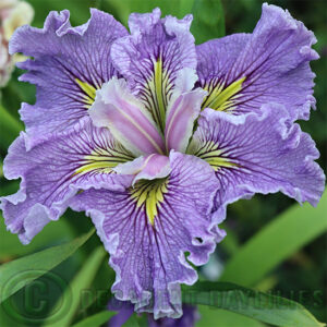 Louisiana Iris Queen Adelaide