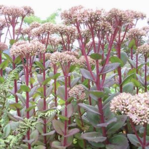 Sedum Matrona red stem pink flowers