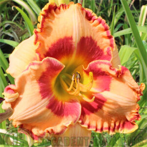 Daylily Spanish Fiesta growing in my garden