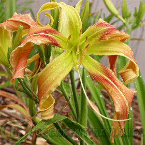 Spider daylily Moana Girtie