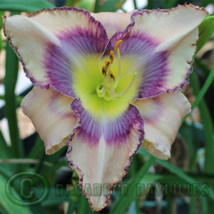 Daylily daylilies growing in my garden