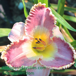 Daylily daylilies growing in my garden