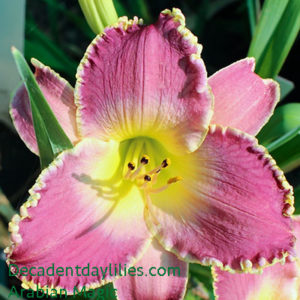 Daylily daylilies growing in my garden