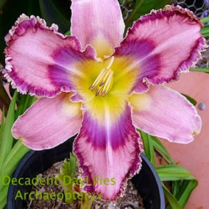 Daylily daylilies growing in my garden