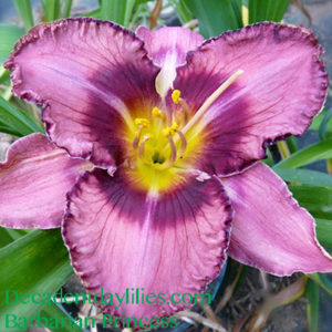 Daylily daylilies growing in my garden