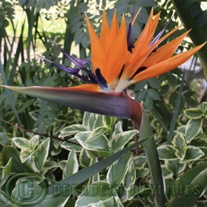 Bird of paradise growing in my garden