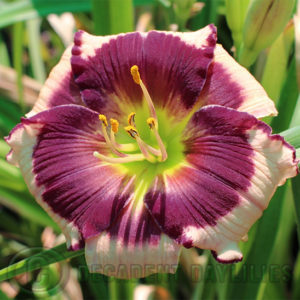 Daylily daylilies growing in my garden