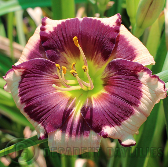 Blackberries And Cream Decadent Daylilies Australia