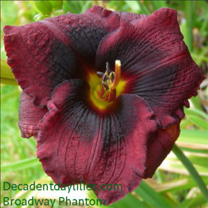 Daylily daylilies growing in my garden