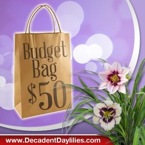 budget bag $50