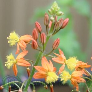 bulbine frutescens plant