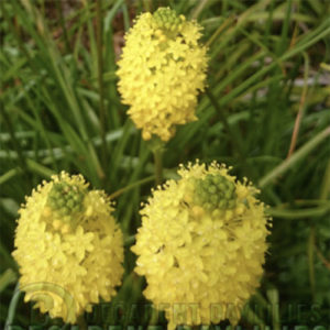 Bulbinella nuttans growing in my garden