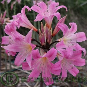 Pink Belladonna Lilies flowering in my garden