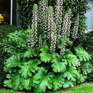 Acanthus Mollis oyster plant growing in my garden