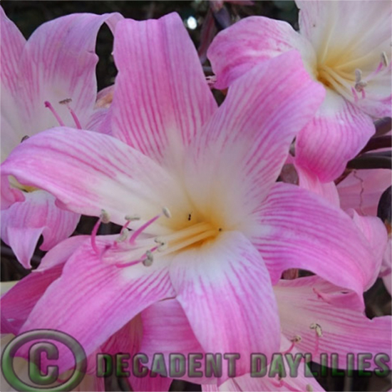 Pink Belladonna Lily Naked Ladies Amaryllis Bulbs Decadent Daylilies